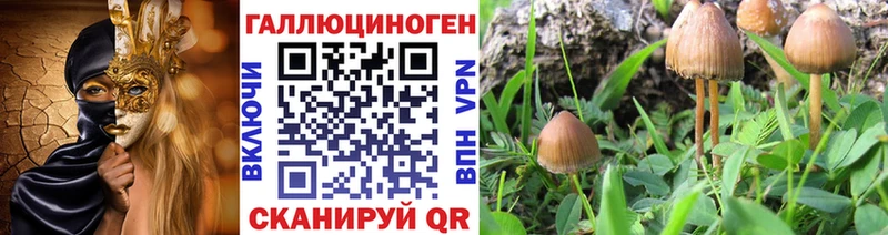 закладка  Бологое  Галлюциногенные грибы мицелий 